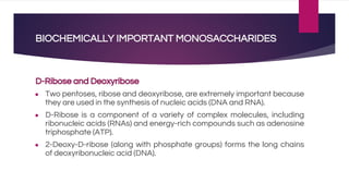 BIOCHEMICALLY IMPORTANT MONOSACCHARIDES
D-Ribose and Deoxyribose
● Two pentoses, ribose and deoxyribose, are extremely important because
they are used in the synthesis of nucleic acids (DNA and RNA).
● D-Ribose is a component of a variety of complex molecules, including
ribonucleic acids (RNAs) and energy-rich compounds such as adenosine
triphosphate (ATP).
● 2-Deoxy-D-ribose (along with phosphate groups) forms the long chains
of deoxyribonucleic acid (DNA).
 