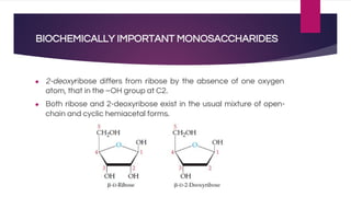 BIOCHEMICALLY IMPORTANT MONOSACCHARIDES
● 2-deoxyribose differs from ribose by the absence of one oxygen
atom, that in the –OH group at C2.
● Both ribose and 2-deoxyribose exist in the usual mixture of open-
chain and cyclic hemiacetal forms.
 