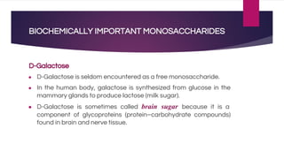 BIOCHEMICALLY IMPORTANT MONOSACCHARIDES
D-Galactose
● D-Galactose is seldom encountered as a free monosaccharide.
● In the human body, galactose is synthesized from glucose in the
mammary glands to produce lactose (milk sugar).
● D-Galactose is sometimes called brain sugar because it is a
component of glycoproteins (protein–carbohydrate compounds)
found in brain and nerve tissue.
 