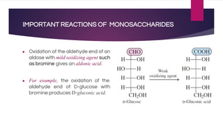 IMPORTANT REACTIONS OF MONOSACCHARIDES
● Oxidation of the aldehyde end of an
aldose with mild oxidizing agent such
as bromine gives an aldonic acid.
● For example, the oxidation of the
aldehyde end of D-glucose with
bromine produces D-gluconic acid.
 