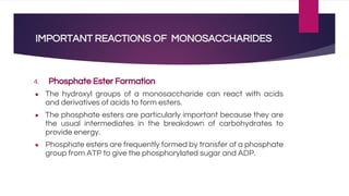 IMPORTANT REACTIONS OF MONOSACCHARIDES
4. Phosphate Ester Formation
● The hydroxyl groups of a monosaccharide can react with acids
and derivatives of acids to form esters.
● The phosphate esters are particularly important because they are
the usual intermediates in the breakdown of carbohydrates to
provide energy.
● Phosphate esters are frequently formed by transfer of a phosphate
group from ATP to give the phosphorylated sugar and ADP.
 
