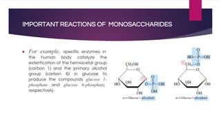 IMPORTANT REACTIONS OF MONOSACCHARIDES
● For example, specific enzymes in
the human body catalyze the
esterification of the hemiacetal group
(carbon 1) and the primary alcohol
group (carbon 6) in glucose to
produce the compounds glucose 1-
phosphate and glucose 6-phosphate,
respectively.
 