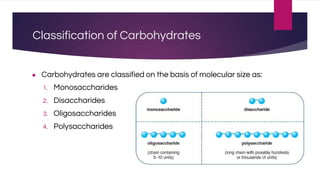Classification of Carbohydrates
● Carbohydrates are classified on the basis of molecular size as:
1. Monosaccharides
2. Disaccharides
3. Oligosaccharides
4. Polysaccharides
 