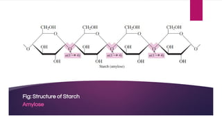 Fig: Structure of Starch
Amylose
 