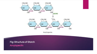 Fig: Structure of Starch
Amylopectin
 