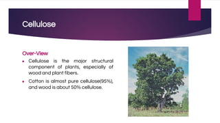 Cellulose
Over-View
● Cellulose is the major structural
component of plants, especially of
wood and plant fibers.
● Cotton is almost pure cellulose(95%),
and wood is about 50% cellulose.
 