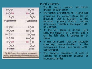 D and L-isomers
• The D and L isomers are mirror
images of each other.
• The spatial orientation of -H and -OH
groups on the carbon atom (Cs for
glucose) that is adjacent to the
terminal primary alcohol carbon
determines whether the sugar is D-
or L-isomer.
right
and if
to L-
• lf the -OH group is on the
side, the sugar is of D-series,
on the left side, it belongs
series.
• It may be noted that the naturally
occurring monosaccharides in the
mammalian tissues are mostly of D-
configuration.
• The enzyme machinery of cells is
specific to metabolise D-series of
monosaccharides.
 