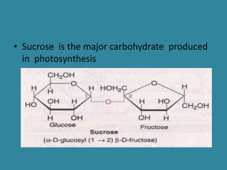 • Sucrose is the major carbohydrate produced
in photosynthesis
 