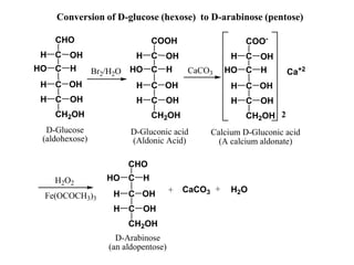 C
CHO
C
C
HO H
C
CH2OH
H OH
H OH
OH
H
D-Glucose
(aldohexose)
C
COOH
C
C
HO H
C
CH2OH
H OH
H OH
OH
H
D-Gluconic acid
(Aldonic Acid)
C
COO-
C
C
HO H
C
CH2OH
H OH
H OH
OH
H
Calcium D-Gluconic acid
(A calcium aldonate)
Ca+2
CHO
C
C
HO H
C
CH2OH
H OH
H OH
+ CaCO3 + H2O
H2O2
Fe(OCOCH3)3
D-Arabinose
(an aldopentose)
Br2/H2O CaCO3
2
Conversion of D-glucose (hexose) to D-arabinose (pentose)
 