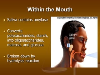 Within the Mouth
 Saliva contains amylase
 Converts
polysaccharides, starch,
into oligosaccharides,
maltose, and glucose...