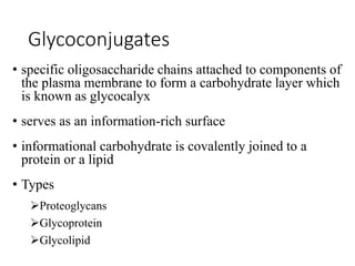 Glycoconjugates
• specific oligosaccharide chains attached to components of
the plasma membrane to form a carbohydrate layer which
is known as glycocalyx
• serves as an information-rich surface
• informational carbohydrate is covalently joined to a
protein or a lipid
• Types
Proteoglycans
Glycoprotein
Glycolipid
 