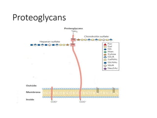 Proteoglycans
 
