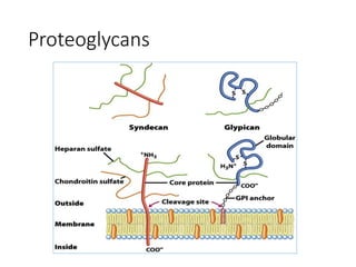 Proteoglycans
 
