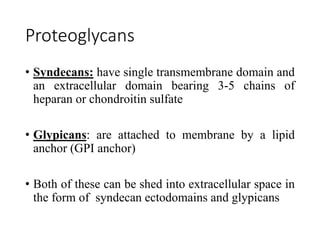 Proteoglycans
• Syndecans: have single transmembrane domain and
an extracellular domain bearing 3-5 chains of
heparan or chondroitin sulfate
• Glypicans: are attached to membrane by a lipid
anchor (GPI anchor)
• Both of these can be shed into extracellular space in
the form of syndecan ectodomains and glypicans
 