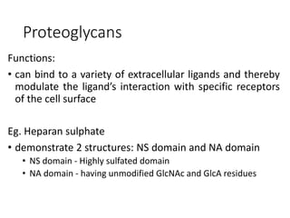 Proteoglycans
Functions:
• can bind to a variety of extracellular ligands and thereby
modulate the ligand’s interaction with specific receptors
of the cell surface
Eg. Heparan sulphate
• demonstrate 2 structures: NS domain and NA domain
• NS domain - Highly sulfated domain
• NA domain - having unmodified GlcNAc and GlcA residues
 