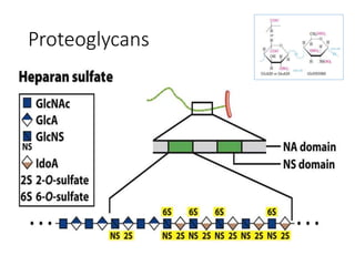 Proteoglycans
 