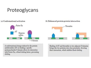 Proteoglycans
 