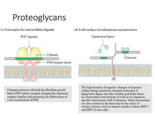Proteoglycans
 