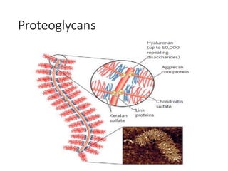 Proteoglycans
 