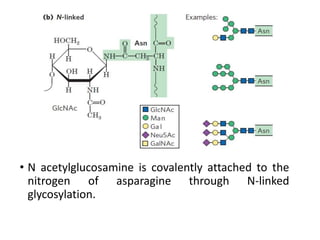 • N acetylglucosamine is covalently attached to the
nitrogen of asparagine through N-linked
glycosylation.
N-Linked
 