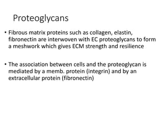 Proteoglycans
• Fibrous matrix proteins such as collagen, elastin,
fibronectin are interwoven with EC proteoglycans to form
a meshwork which gives ECM strength and resilience
• The association between cells and the proteoglycan is
mediated by a memb. protein (integrin) and by an
extracellular protein (fibronectin)
 