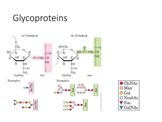 Glycoproteins
 