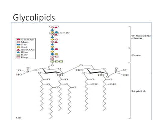 Glycolipids
 