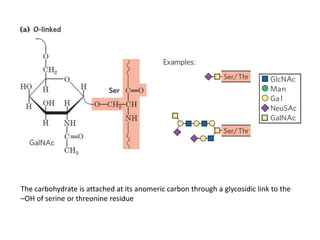 The carbohydrate is attached at its anomeric carbon through a glycosidic link to the
–OH of serine or threonine residue
 