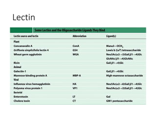 Lectin
• proteins that bind carbohydrates with high
specificity and with moderate to high affinity
• serve in a wide variety of cell-cell recognition,
signaling and adhesion processes and in
intracellular targeting of newly synthesized proteins
 
