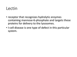 Lectin
• receptor that recognizes hydrolytic enzymes
containing mannose-6-phosphate and targets these
proteins for delivery to the lysosomes.
• I-cell disease is one type of defect in this particular
system.
 