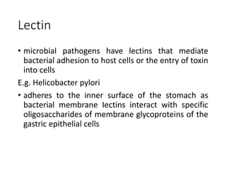 Lectin
• microbial pathogens have lectins that mediate
bacterial adhesion to host cells or the entry of toxin
into cells
E.g. Helicobacter pylori
• adheres to the inner surface of the stomach as
bacterial membrane Iectins interact with specific
oligosaccharides of membrane glycoproteins of the
gastric epithelial cells
 