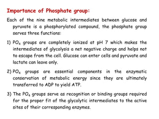 Importance of Phosphate group:
Each of the nine metabolic intermediates between glucose and
pyruvate is a phosphorylated compound, the phosphate group
serves three functions:
1) PO4 groups are completely ionized at pH 7 which makes the
intermediates of glycolysis a net negative charge and helps not
to escape from the cell. Glucose can enter cells and pyruvate and
lactate can leave only.
2) PO4 groups are essential components in the enzymatic
conservation of metabolic energy since they are ultimately
transferred to ADP to yield ATP.
3) The PO4 groups serve as recognition or binding groups required
for the proper fit of the glycolytic intermediates to the active
sites of their corresponding enzymes.
 