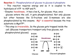 Reaction 1: Phosphorylation of glucose to glucose-6 phosphate
• This reaction requires energy and so it is coupled to the
hydrolysis of ATP to ADP and Pi.
• Enzyme: hexokinase, it has a low Km for glucose; thus, once
glucose enters the cell, it gets phosphorylated. Not only glucose
but other hexoses like D-fructose and D-mannose are also
phosphorylated by this enzyme. Mg2+ is essential because the true
substrate is MgATP2-.
• This step is irreversible. So the glucose gets trapped inside the
cell. (Glucose transporters transport only free glucose, not
phosphorylated glucose)
Hexokinase
 