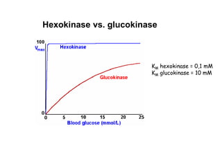 Hexokinase vs. glucokinase
KM hexokinase = 0,1 mM
KM glucokinase = 10 mM
 