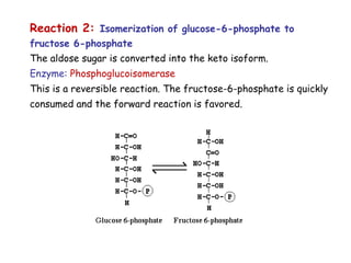 Reaction 2: Isomerization of glucose-6-phosphate to
fructose 6-phosphate
The aldose sugar is converted into the keto isoform.
Enzyme: Phosphoglucoisomerase
This is a reversible reaction. The fructose-6-phosphate is quickly
consumed and the forward reaction is favored.
 