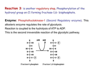 Reaction 3: is another regulatory step, Phosphorylation of the
hydroxyl group on C1 forming fructose-1,6- bisphosphate.
Enzyme: Phosphofructokinase-1 (Second Regulatory enzyme). This
allosteric enzyme regulates the rate of glycolysis.
Reaction is coupled to the hydrolysis of ATP to ADP.
This is the second irreversible reaction of the glycolytic pathway.
 