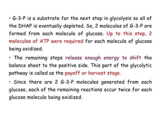 • G-3-P is a substrate for the next step in glycolysis so all of
the DHAP is eventually depleted. So, 2 molecules of G-3-P are
formed from each molecule of glucose. Up to this step, 2
molecules of ATP were required for each molecule of glucose
being oxidized.
• The remaining steps release enough energy to shift the
balance sheet to the positive side. This part of the glycolytic
pathway is called as the payoff or harvest stage.
• Since there are 2 G-3-P molecules generated from each
glucose, each of the remaining reactions occur twice for each
glucose molecule being oxidized.
 