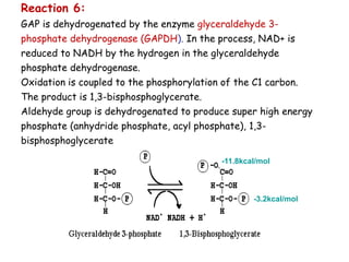 Reaction 6:
GAP is dehydrogenated by the enzyme glyceraldehyde 3-
phosphate dehydrogenase (GAPDH). In the process, NAD+ is
reduced to NADH by the hydrogen in the glyceraldehyde
phosphate dehydrogenase.
Oxidation is coupled to the phosphorylation of the C1 carbon.
The product is 1,3-bisphosphoglycerate.
Aldehyde group is dehydrogenated to produce super high energy
phosphate (anhydride phosphate, acyl phosphate), 1,3-
bisphosphoglycerate
-11.8kcal/mol
-3.2kcal/mol
 