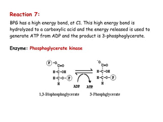 Reaction 7:
BPG has a high energy bond, at C1. This high energy bond is
hydrolyzed to a carboxylic acid and the energy released is used to
generate ATP from ADP and the product is 3-phosphoglycerate.
Enzyme: Phosphoglycerate kinase
 