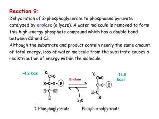 Reaction 9:
Dehydration of 2-phosphoglycerate to phosphoenolpyruvate
catalyzed by enolase (a lyase). A water molecule is removed to form
this high-energy phosphate compound which has a double bond
between C2 and C3.
Although the substrate and product contain nearly the same amount
of total energy, loss of water molecule from the substrate causes a
redistribution of energy within the molecule.
Enolase
-14.8
kcal
-4.2 kcal
 
