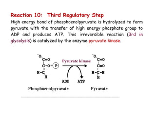Reaction 10: Third Regulatory Step
High energy bond of phosphoenolpyruvate is hydrolyzed to form
pyruvate with the transfer of high energy phosphate group to
ADP and produces ATP. This irreversible reaction (3rd in
glycolysis) is catalyzed by the enzyme pyruvate kinase.
Pyruvate kinase
 