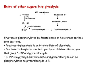 Entry of other sugars into glycolysis
D-Fructose Fructose 6- P
Fructose is phosphorylated by fructokinase or hexokinase on the 1
or 6 positions.
• Fructose-6-phosphate is an intermediate of glycolysis.
• Fructose-1-phosphate is acted upon by an aldolase-like enzyme
that gives DHAP and glyceraldehyde.
• DHAP is a glycolysis intermediate and glyceraldehyde can be
phosphorylated to glyceraldehyde-3-P.
Fructose 1,6 di-P
Glyceraldehyde 3-P
ATP, hexokinase
Fr 1 P
DHAP Gleceraldehyde
ATP,
Fructokinase
Fruct-P-aldolase
 