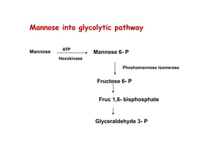Mannose Mannose 6- P
Fructose 6- P
Fruc 1,6- bisphosphate
Glyceraldehyde 3- P
ATP
Hexokinase
Phoshomannose isomerase
Mannose into glycolytic pathway
 