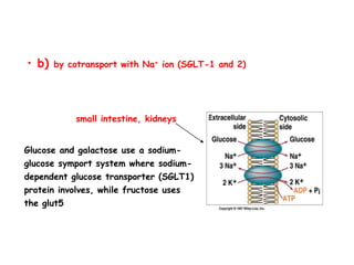 small intestine, kidneys
Glucose and galactose use a sodium-
glucose symport system where sodium-
dependent glucose transporter (SGLT1)
protein involves, while fructose uses
the glut5
• b) by cotransport with Na+ ion (SGLT-1 and 2)
 