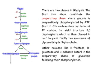 There are two phases in Glyolysis. The
first five steps constitute the
preparatory phase where glucose is
enzymatically phosphorylated by ATP,
first at 6th carbon atom and later at
1st carbon, to yield fructose 1,6
bisphosphate which is then cleaved in
half to yield finally two molecules of
glyceraldehyde 3-phosphate.
Other hexoses like D-fructose, D-
galactose and D-mannose enters in the
preparatory phase of glycolysis
following their phosphorylation.
 