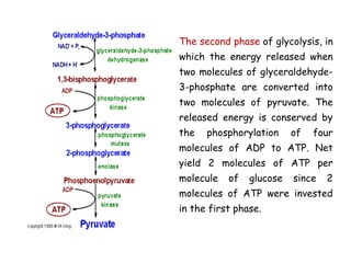The second phase of glycolysis, in
which the energy released when
two molecules of glyceraldehyde-
3-phosphate are converted into
two molecules of pyruvate. The
released energy is conserved by
the phosphorylation of four
molecules of ADP to ATP. Net
yield 2 molecules of ATP per
molecule of glucose since 2
molecules of ATP were invested
in the first phase.
 