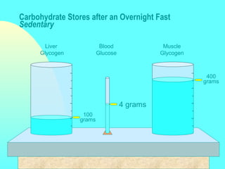 Liver
Glycogen
Blood
Glucose
Muscle
Glycogen
Carbohydrate Stores after an Overnight Fast
Sedentary
4 grams
100
grams
400
grams
 