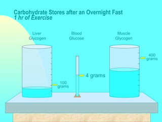 Liver
Glycogen
Blood
Glucose
Muscle
Glycogen
Carbohydrate Stores after an Overnight Fast
1 hr of Exercise
4 grams
100
grams
400
grams
 