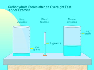 Liver
Glycogen
Blood
Glucose
Muscle
Glycogen
Carbohydrate Stores after an Overnight Fast
3 hr of Exercise
4 grams
100
grams
400
grams
 