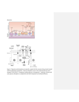 Absorption
Figure 3. Digestion and absorption are typically coupled with the enzymes being closely located
with the appropriate transporters. Glucose absorption occurs in the small intestine by active
transport via the SGLT-1 transporter (sodium glucose co-transporter). Galactose, fructose and
some glucose absorption is completed by the Glut5 transporter by facilitated diffusion.
 